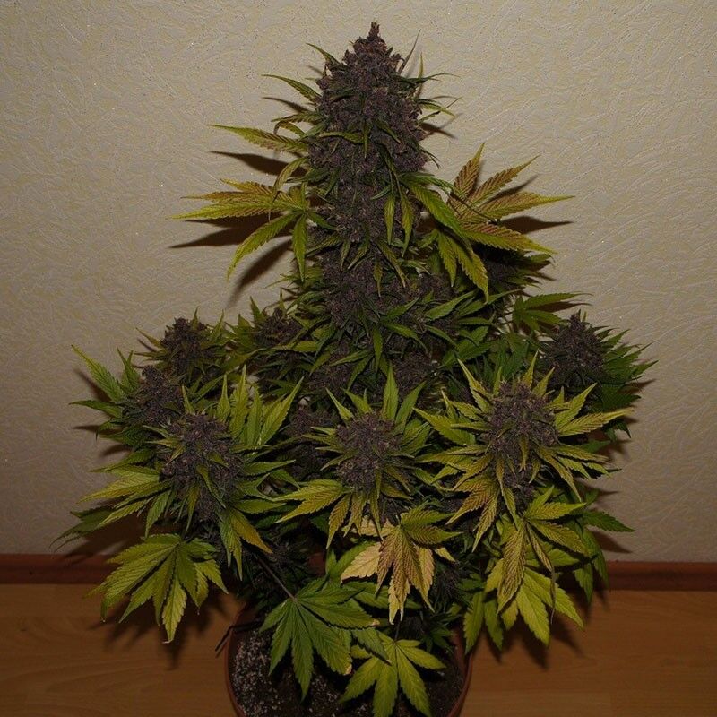 LSD-25 Auto, Фасовка: 10, изображение 7